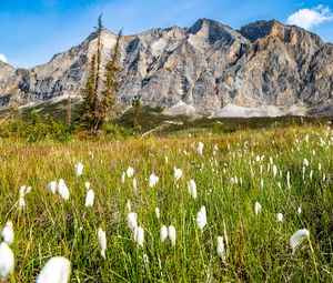 Preview wallpaper mountain, lawn, grass, flowers, landscape, summer