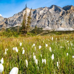 Preview wallpaper mountain, lawn, grass, flowers, landscape, summer