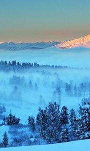 Preview wallpaper mountain, light, snow, fog, fir-trees, trees, distance, dawn, morning, awakening, landscape, silence