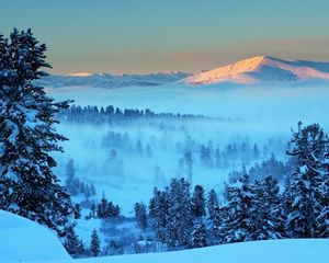 Preview wallpaper mountain, light, snow, fog, fir-trees, trees, distance, dawn, morning, awakening, landscape, silence