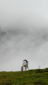 Preview wallpaper mountain mist, horse, grass