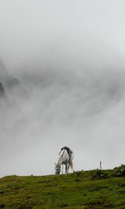 Preview wallpaper mountain mist, horse, grass