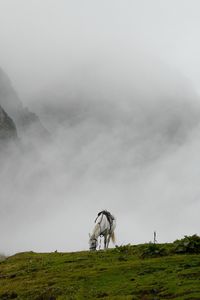 Preview wallpaper mountain mist, horse, grass