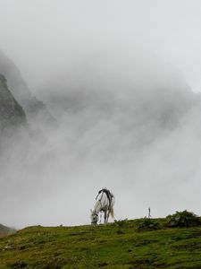 Preview wallpaper mountain mist, horse, grass