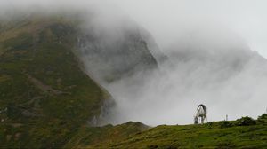 Preview wallpaper mountain mist, horse, grass