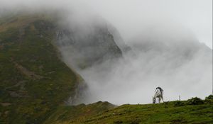 Preview wallpaper mountain mist, horse, grass