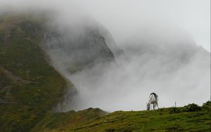 Preview wallpaper mountain mist, horse, grass