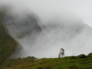 Preview wallpaper mountain mist, horse, grass