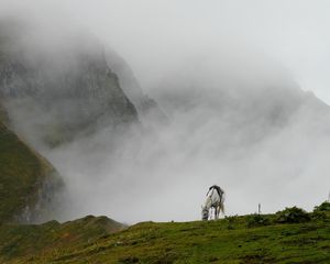 Preview wallpaper mountain mist, horse, grass