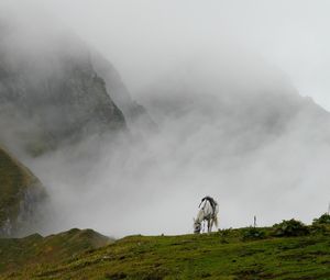 Preview wallpaper mountain mist, horse, grass