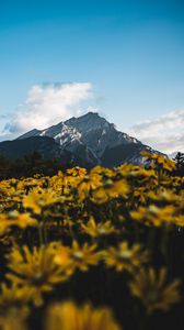 Preview wallpaper mountain, peak, flowers, landscape