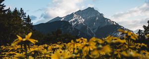 Preview wallpaper mountain, peak, flowers, landscape