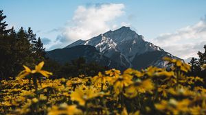 Preview wallpaper mountain, peak, flowers, landscape