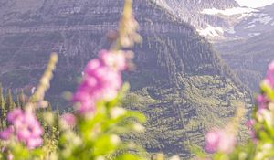 Preview wallpaper mountain, peak, flowers, blur, landscape