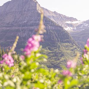 Preview wallpaper mountain, peak, flowers, blur, landscape
