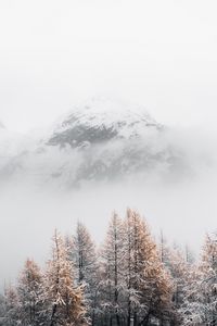 Preview wallpaper mountain, peak, fog, trees, landscape, winter
