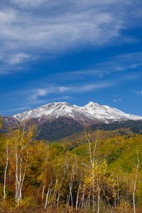 Preview wallpaper mountain, peak, forest, landscape