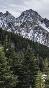 Preview wallpaper mountain, peak, forest, snow, landscape