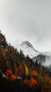 Preview wallpaper mountain, peak, forest, snow, autumn