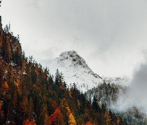 Preview wallpaper mountain, peak, forest, snow, autumn