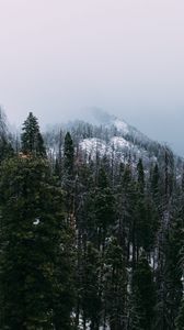 Preview wallpaper mountain, peak, forest, fog, snow, trees