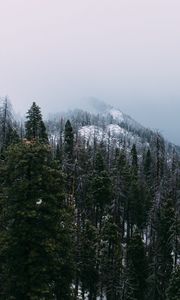 Preview wallpaper mountain, peak, forest, fog, snow, trees