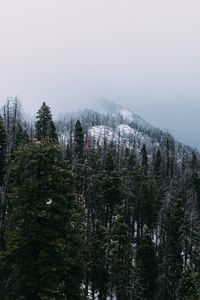 Preview wallpaper mountain, peak, forest, fog, snow, trees