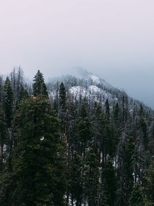 Preview wallpaper mountain, peak, forest, fog, snow, trees