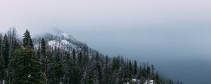 Preview wallpaper mountain, peak, forest, fog, snow, trees