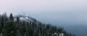 Preview wallpaper mountain, peak, forest, fog, snow, trees