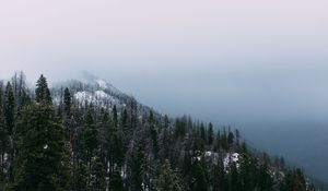 Preview wallpaper mountain, peak, forest, fog, snow, trees