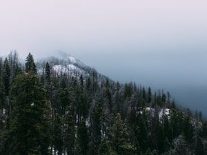 Preview wallpaper mountain, peak, forest, fog, snow, trees