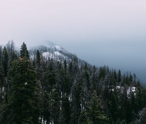 Preview wallpaper mountain, peak, forest, fog, snow, trees