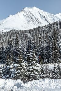 Preview wallpaper mountain, peak, snow, trees, winter