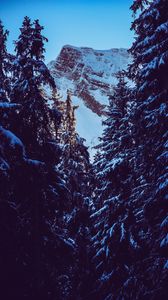 Preview wallpaper mountain, peak, snow, snowy, branches