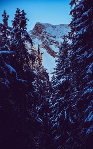 Preview wallpaper mountain, peak, snow, snowy, branches