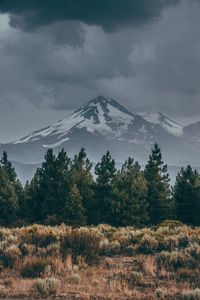 Preview wallpaper mountain, peak, snow, snowy, spruce, grass