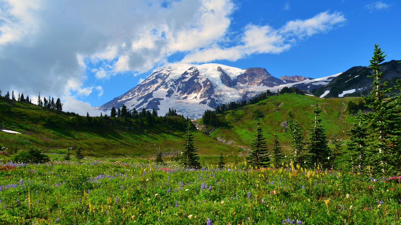 Wallpaper mountain, peak, snow, snowy, flowers, wildflowers