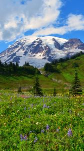 Preview wallpaper mountain, peak, snow, snowy, flowers, wildflowers