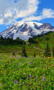 Preview wallpaper mountain, peak, snow, snowy, flowers, wildflowers