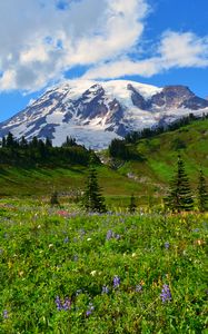 Preview wallpaper mountain, peak, snow, snowy, flowers, wildflowers