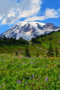 Preview wallpaper mountain, peak, snow, snowy, flowers, wildflowers