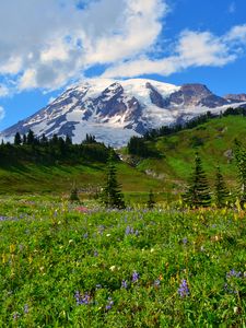 Preview wallpaper mountain, peak, snow, snowy, flowers, wildflowers