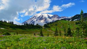 Preview wallpaper mountain, peak, snow, snowy, flowers, wildflowers