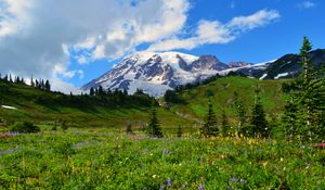 Preview wallpaper mountain, peak, snow, snowy, flowers, wildflowers