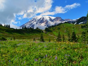 Preview wallpaper mountain, peak, snow, snowy, flowers, wildflowers