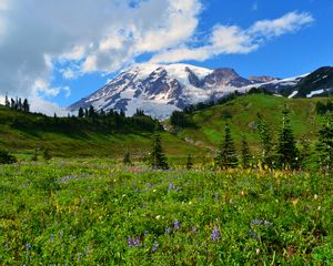 Preview wallpaper mountain, peak, snow, snowy, flowers, wildflowers