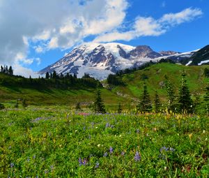 Preview wallpaper mountain, peak, snow, snowy, flowers, wildflowers