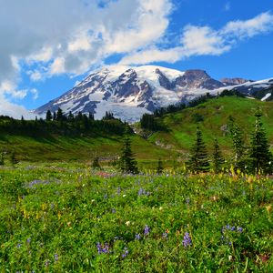 Preview wallpaper mountain, peak, snow, snowy, flowers, wildflowers