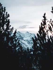 Preview wallpaper mountain, peak, snow, trees, branches, view